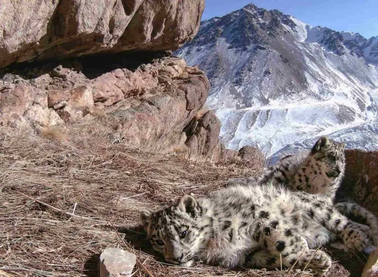 two snow leopard cubs resting in a rocky, snowy mountain landscape