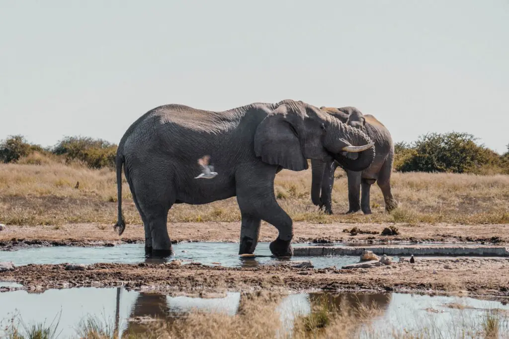 elephants drinking at a watering hole in Namibia