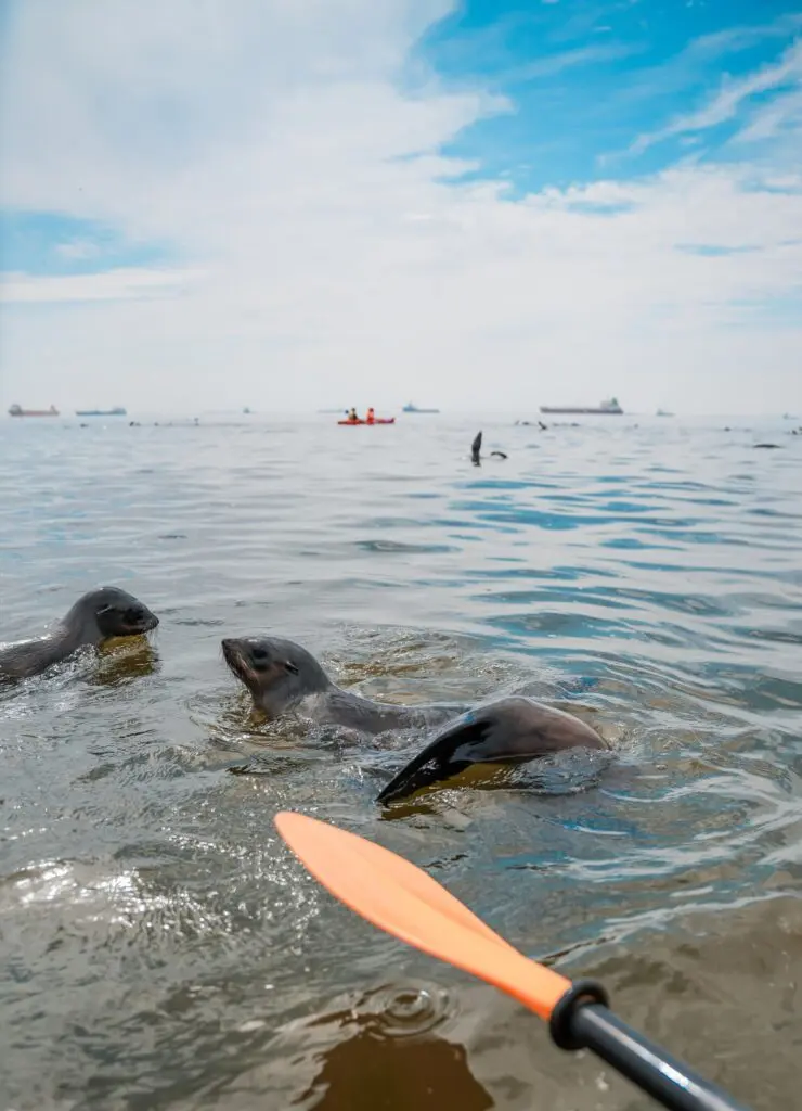kayakers with seals in the ocean near Walvis Bay, Namibia
