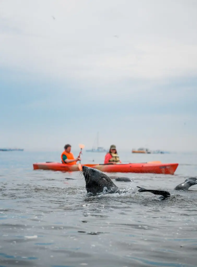 kayakers watching a seal in the ocean