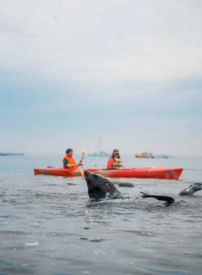 kayakers watching a seal in the ocean