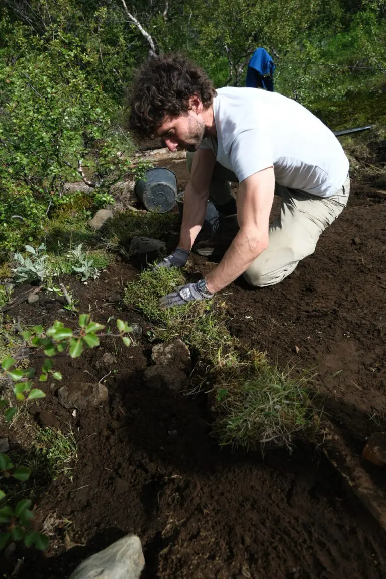 man planting grass in soil during trail maintenance