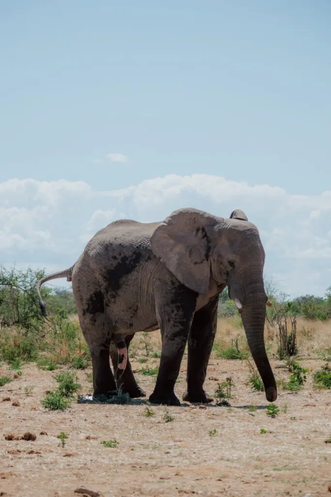 elephant in dry african landscape under blue sky