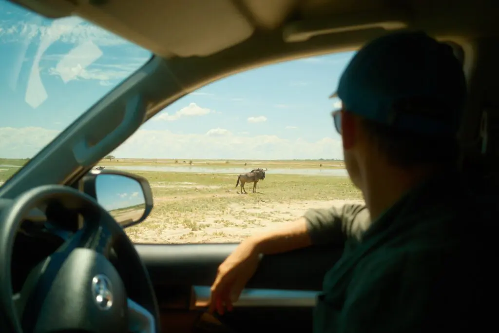 person in safari vehicle watching a wildebeest in Namibia