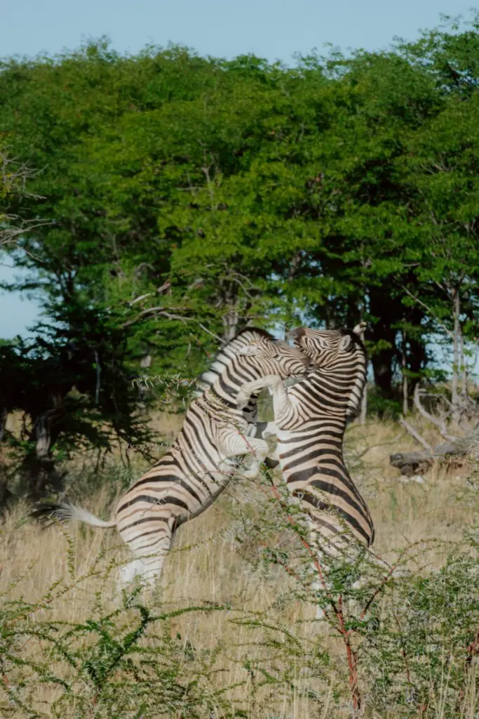 two zebras fighting in the tall grass of Namibia