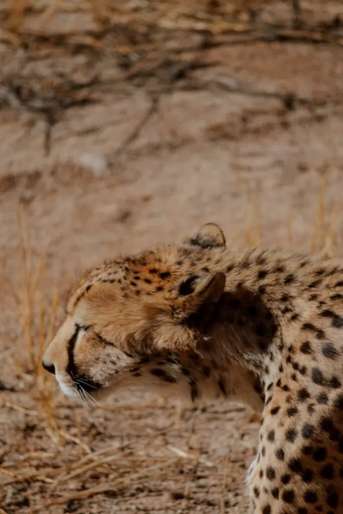 cheetah in profile in dry african landscape