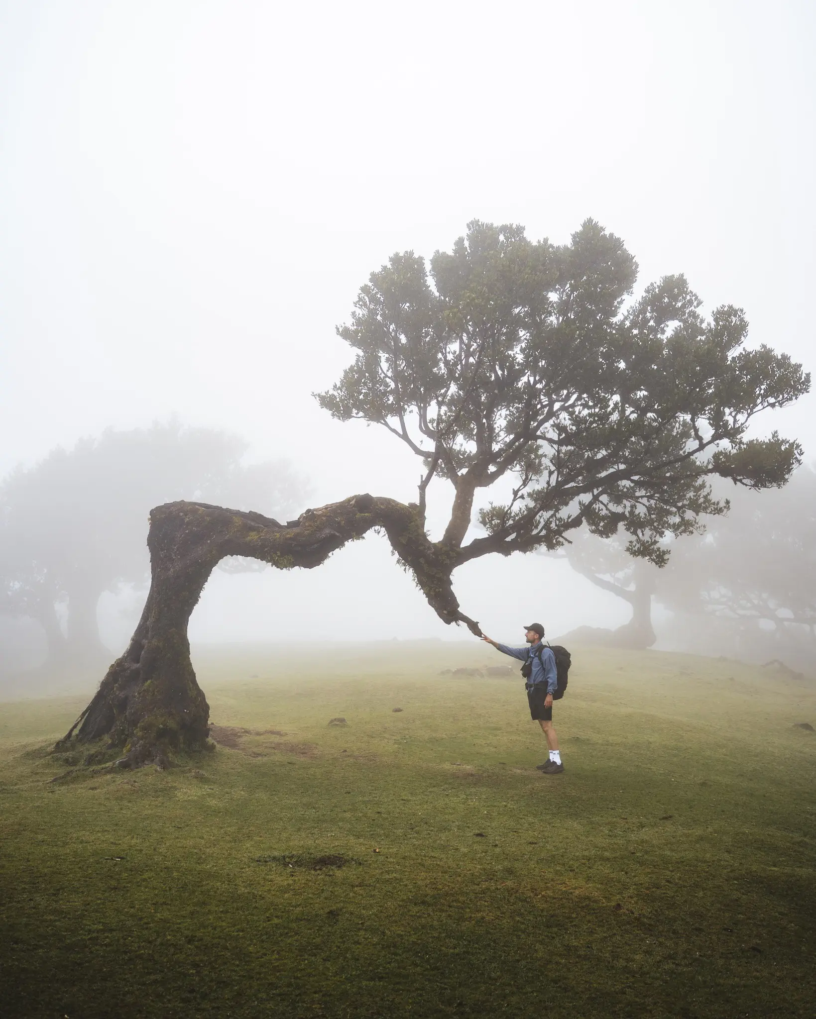 hiker touching ancient tree in misty forest, Madeira