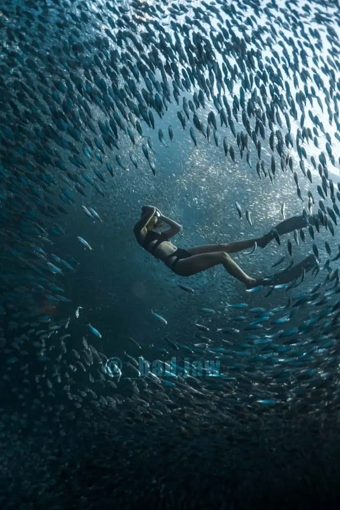 freediver swimming through a massive sardine run underwater